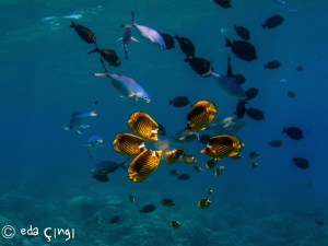 a lunch in the Red Sea ,  with magic filter Nikon D7100 T... by Eda Çıngı 
